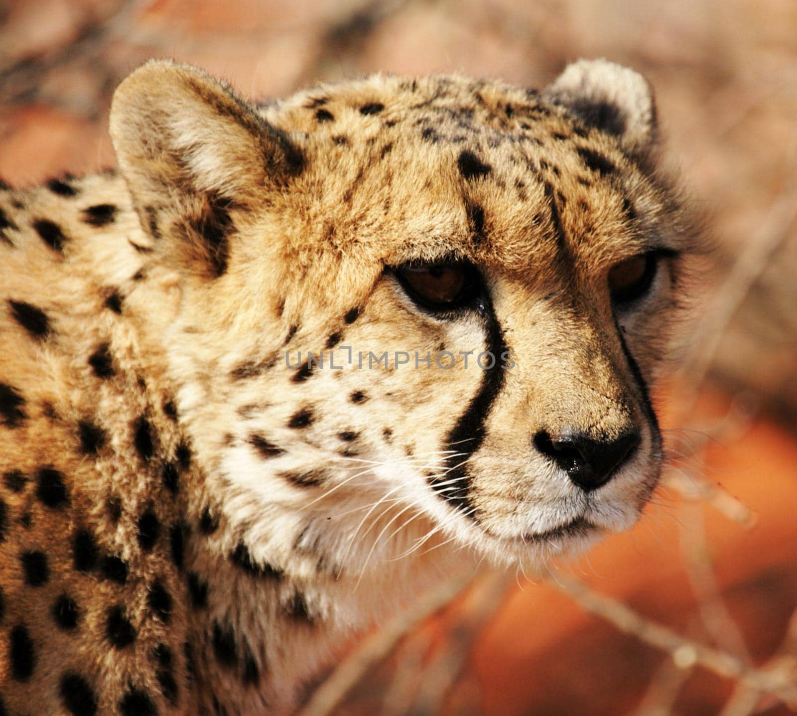 Kalahari wildlife  Pictures