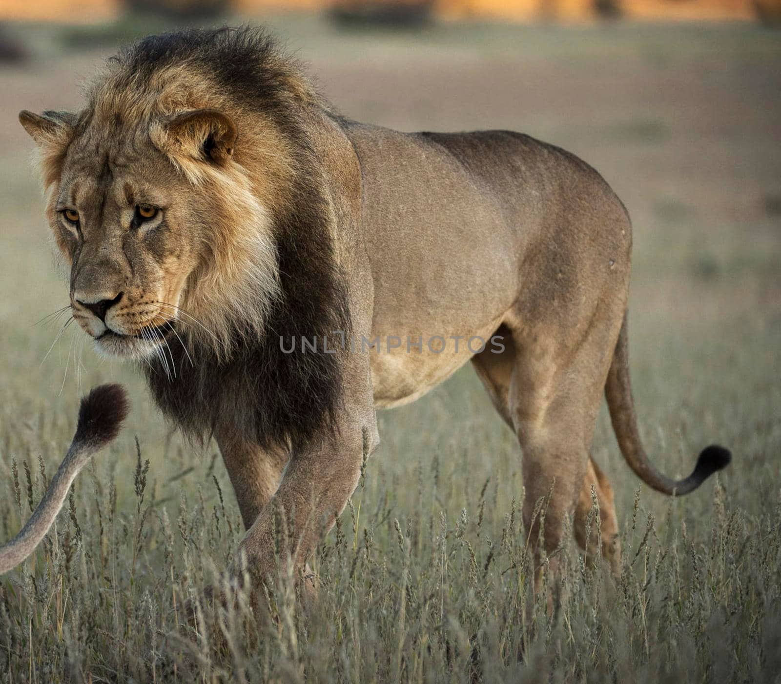 Kalahari wildlife  Pictures