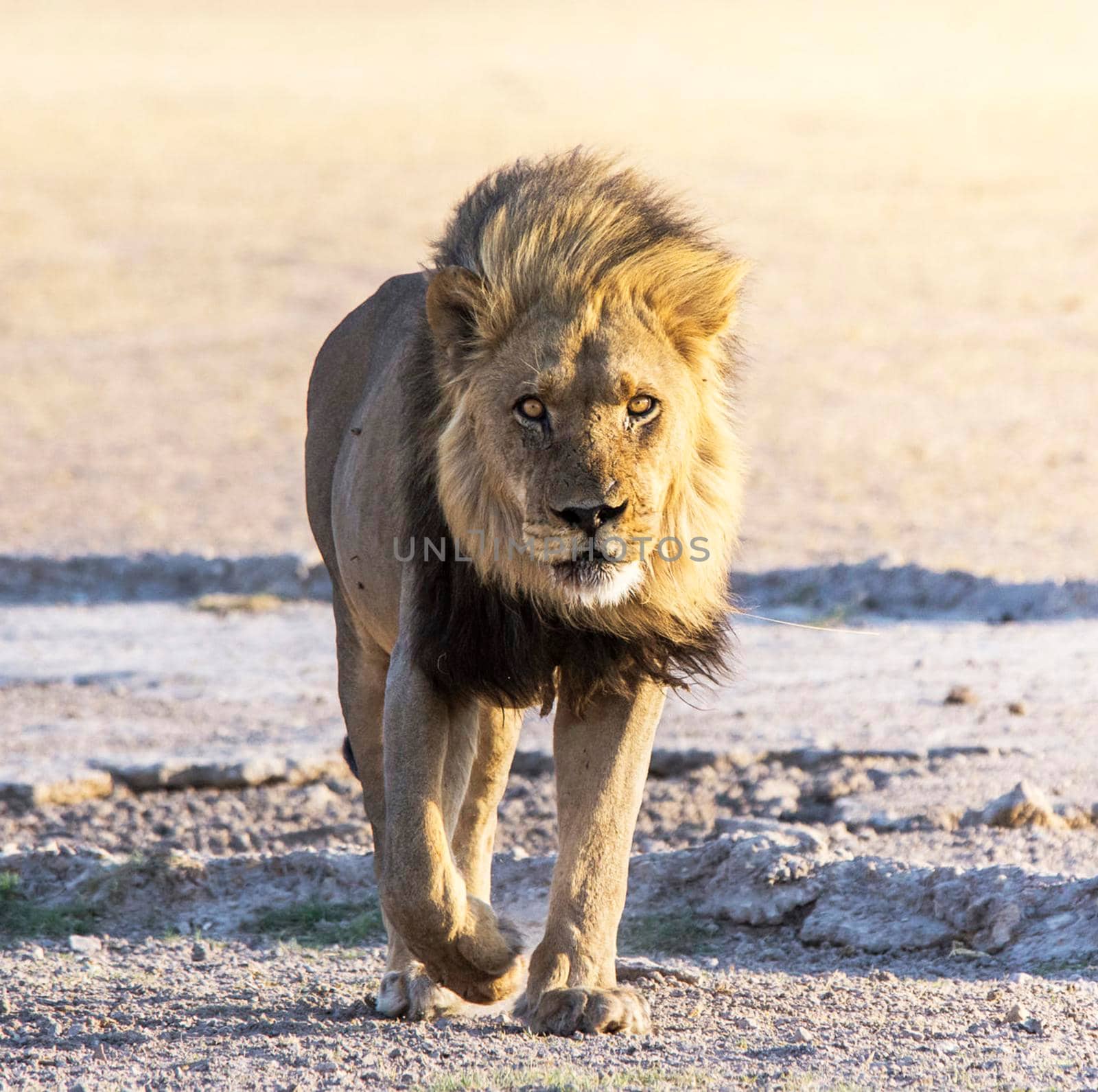 Kalahari wildlife  Pictures