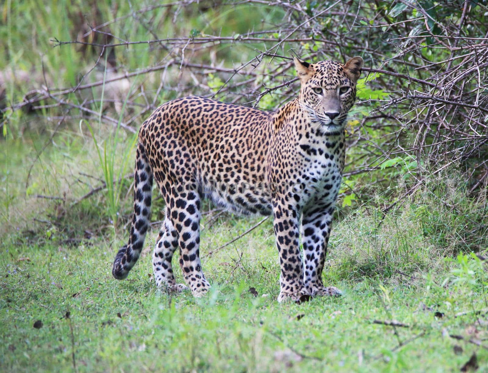 Kalahari wildlife  Pictures