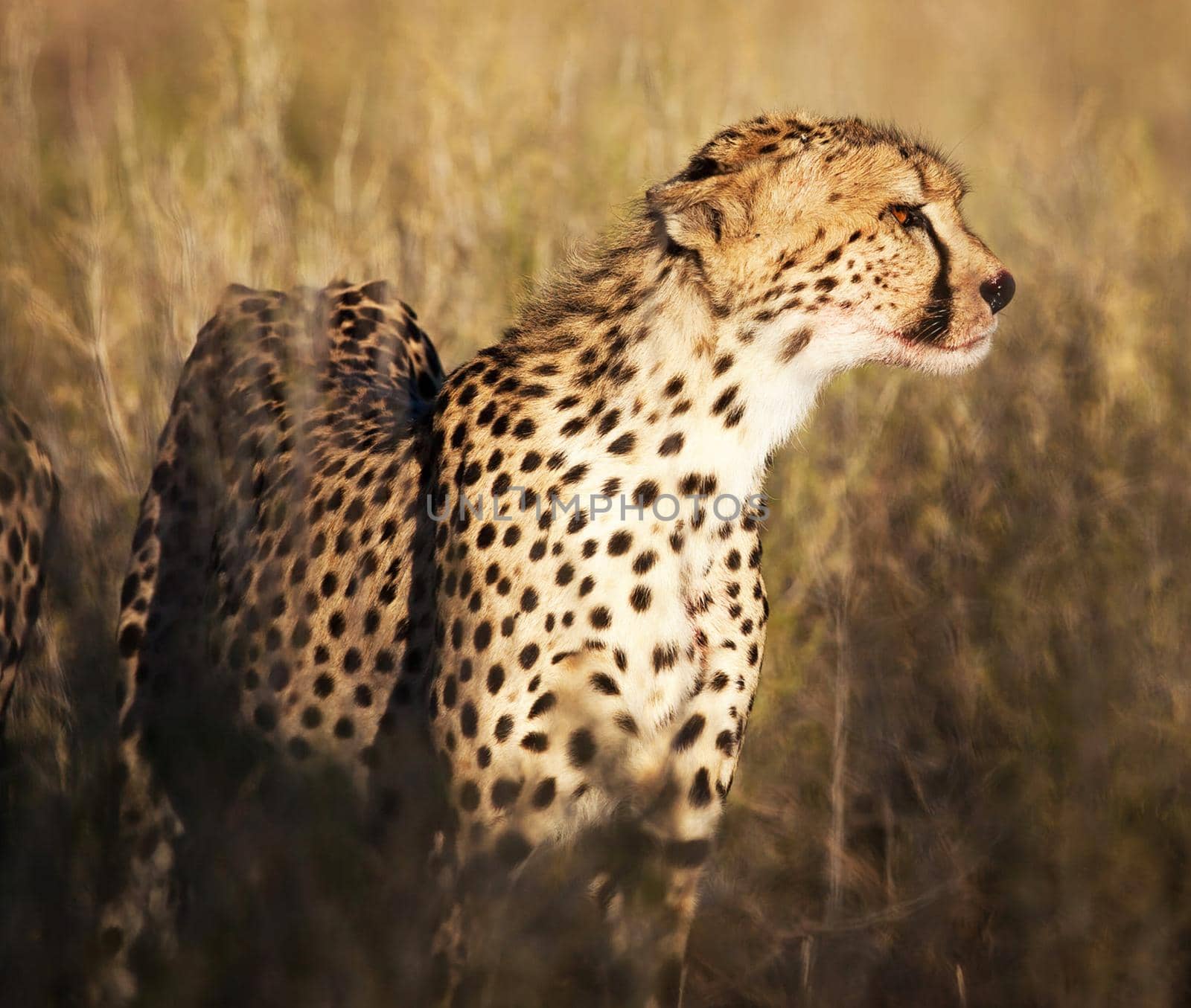 Kalahari wildlife  Pictures