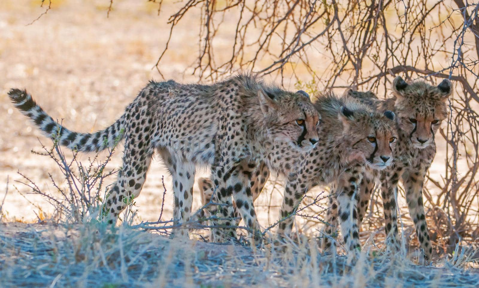 Kalahari wildlife  Pictures