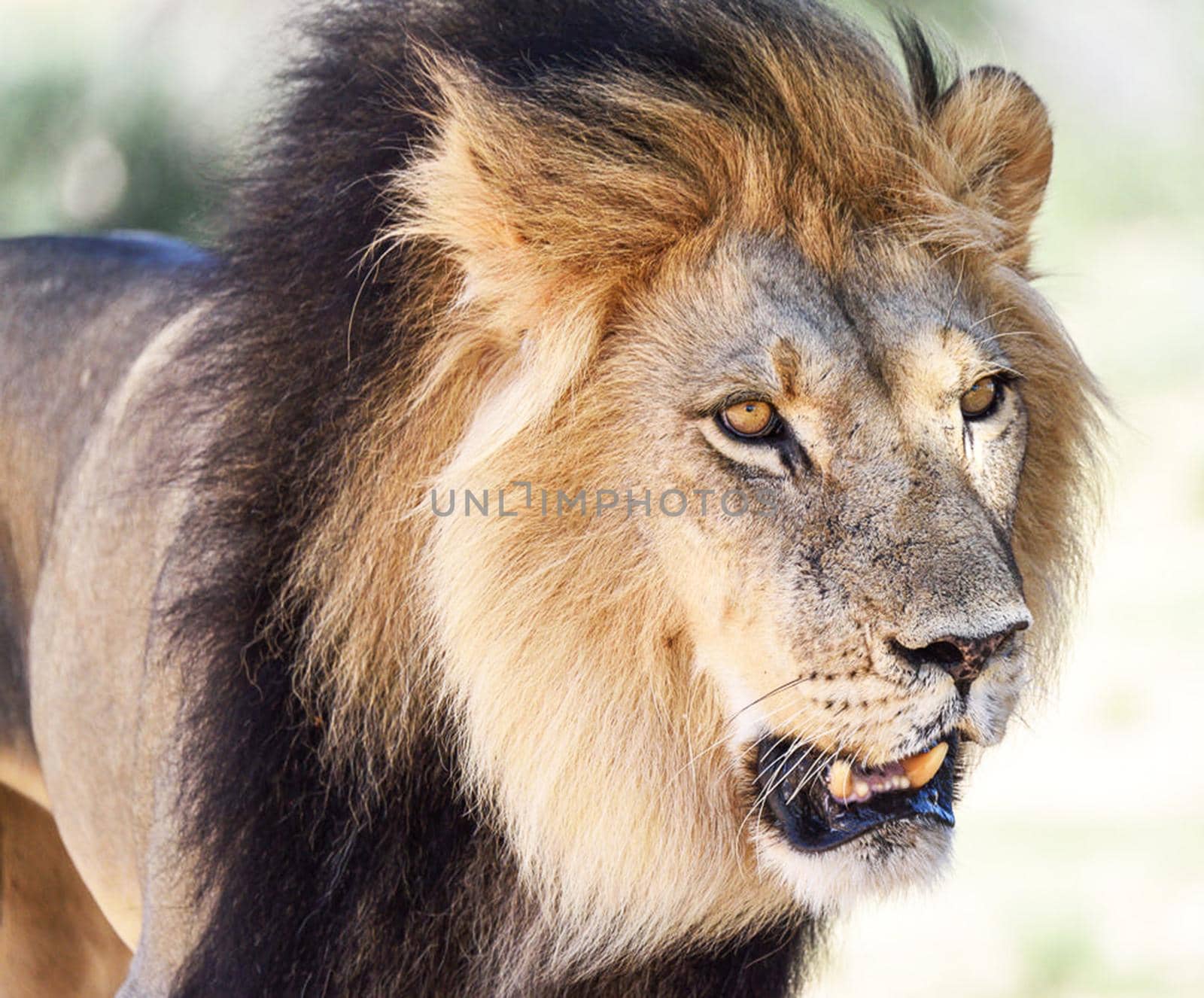 Kalahari wildlife  Pictures