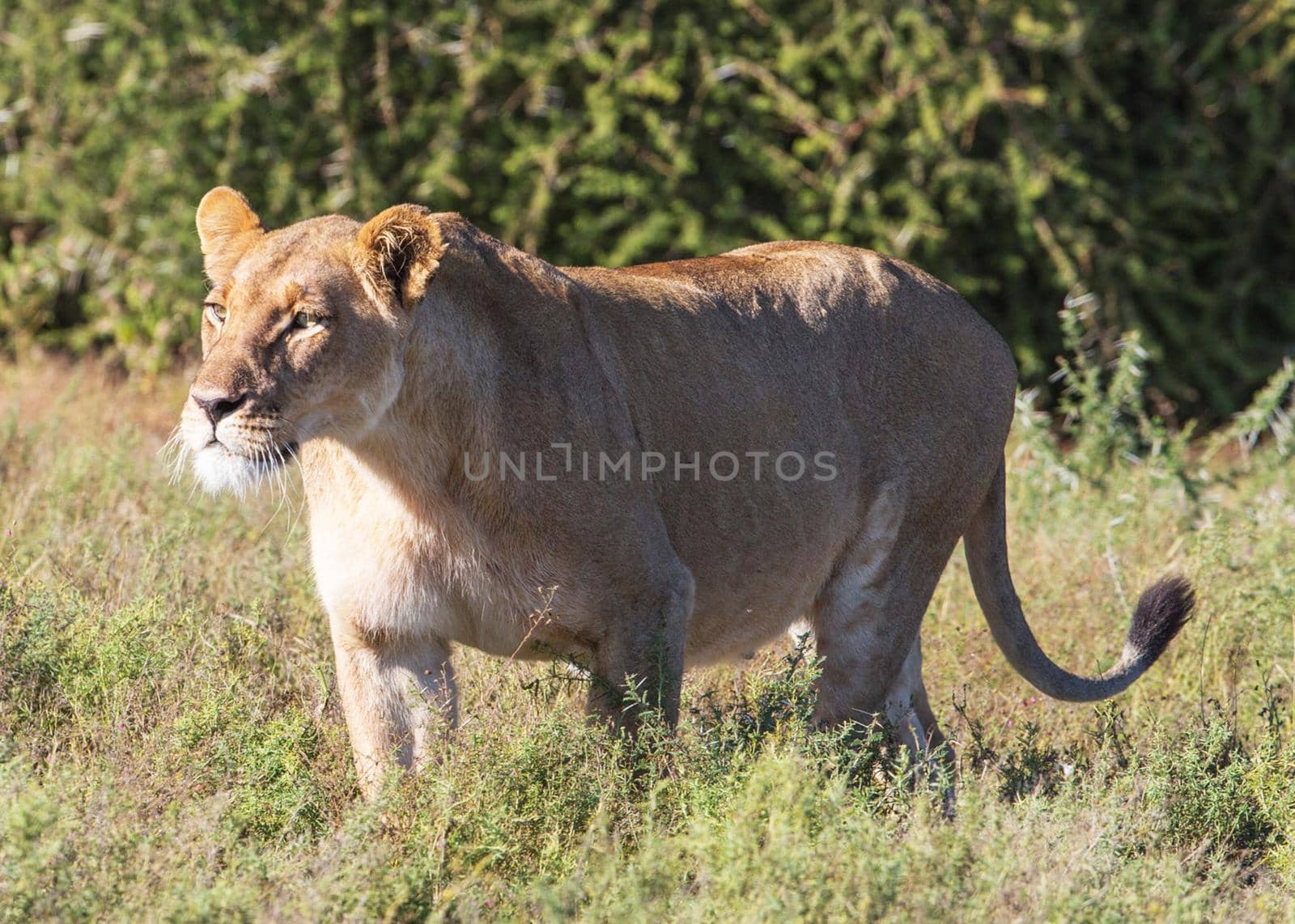 Kalahari wildlife  Pictures