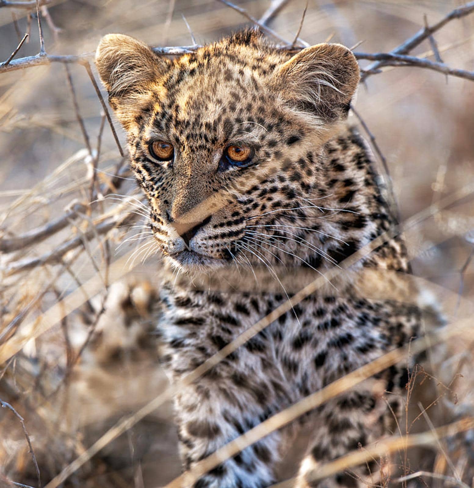 Kalahari wildlife  Pictures