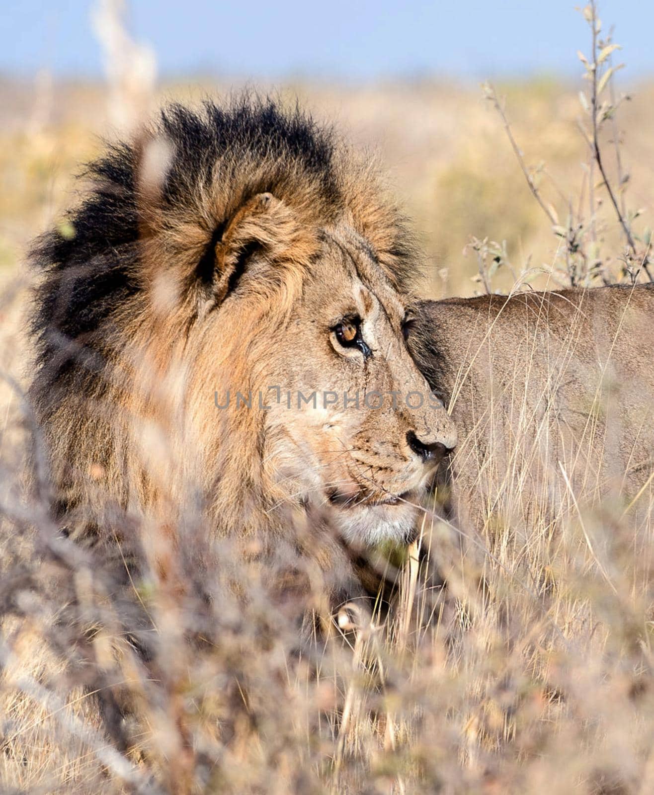 Kalahari wildlife  Pictures