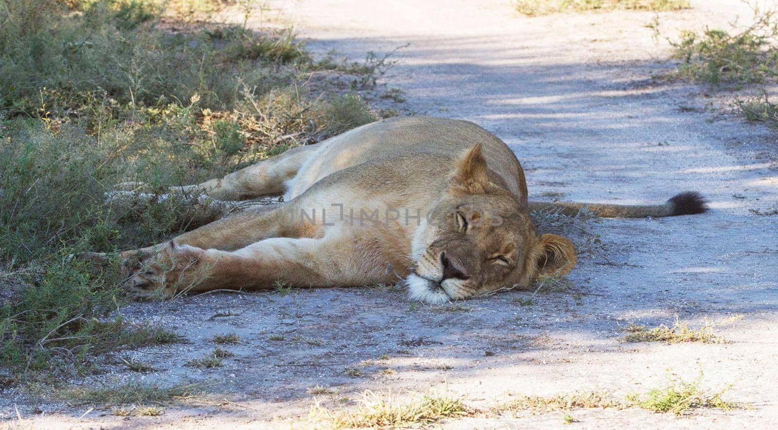 Kalahari wildlife  Pictures