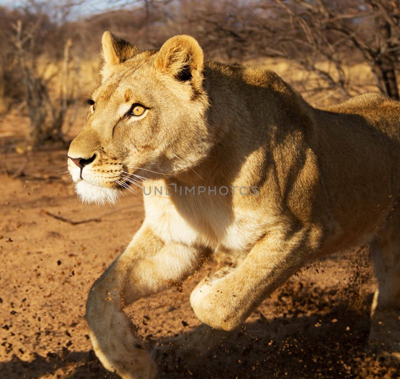 Kalahari wildlife  Pictures by TravelSync27