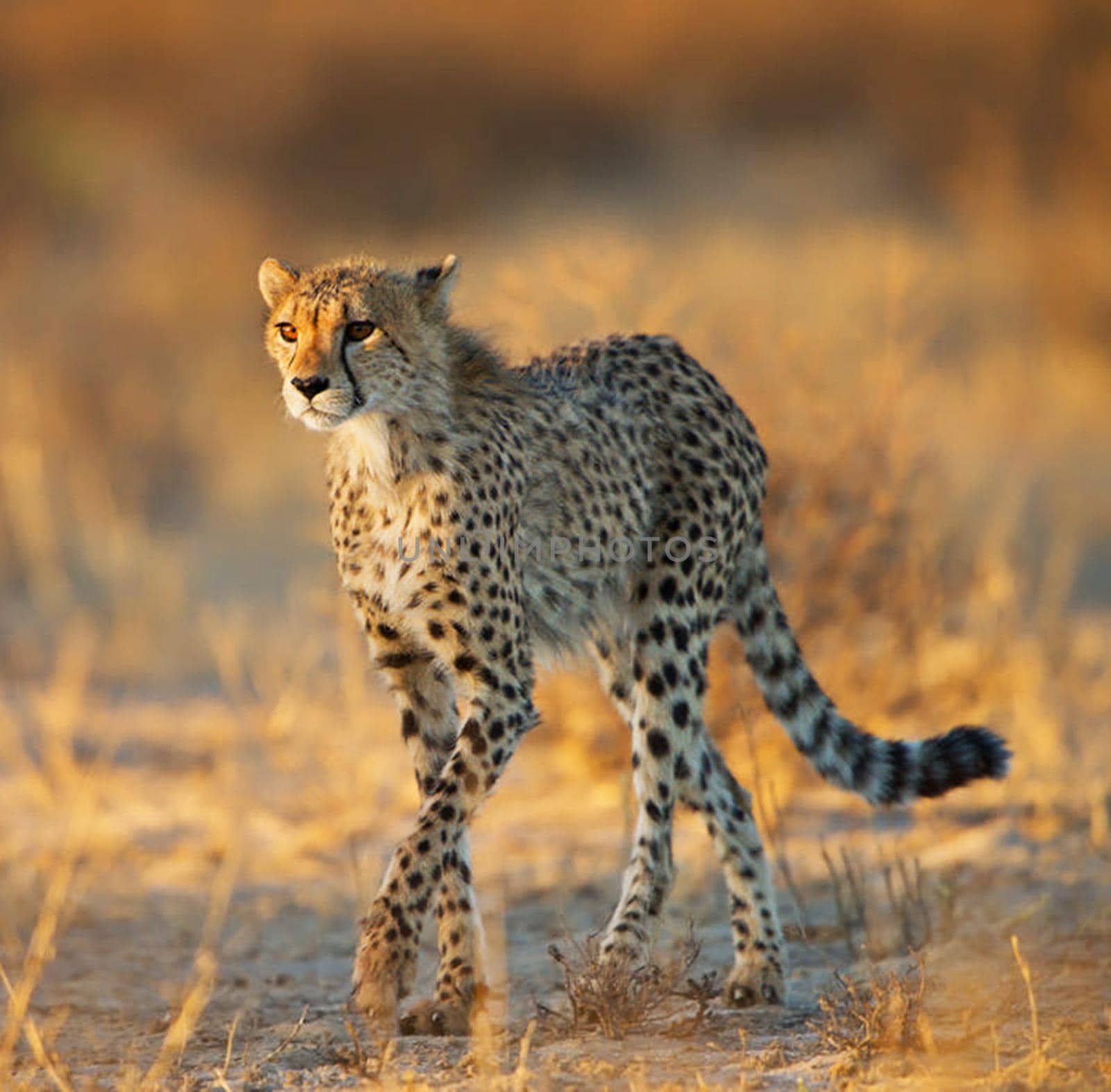 Kalahari wildlife  Pictures