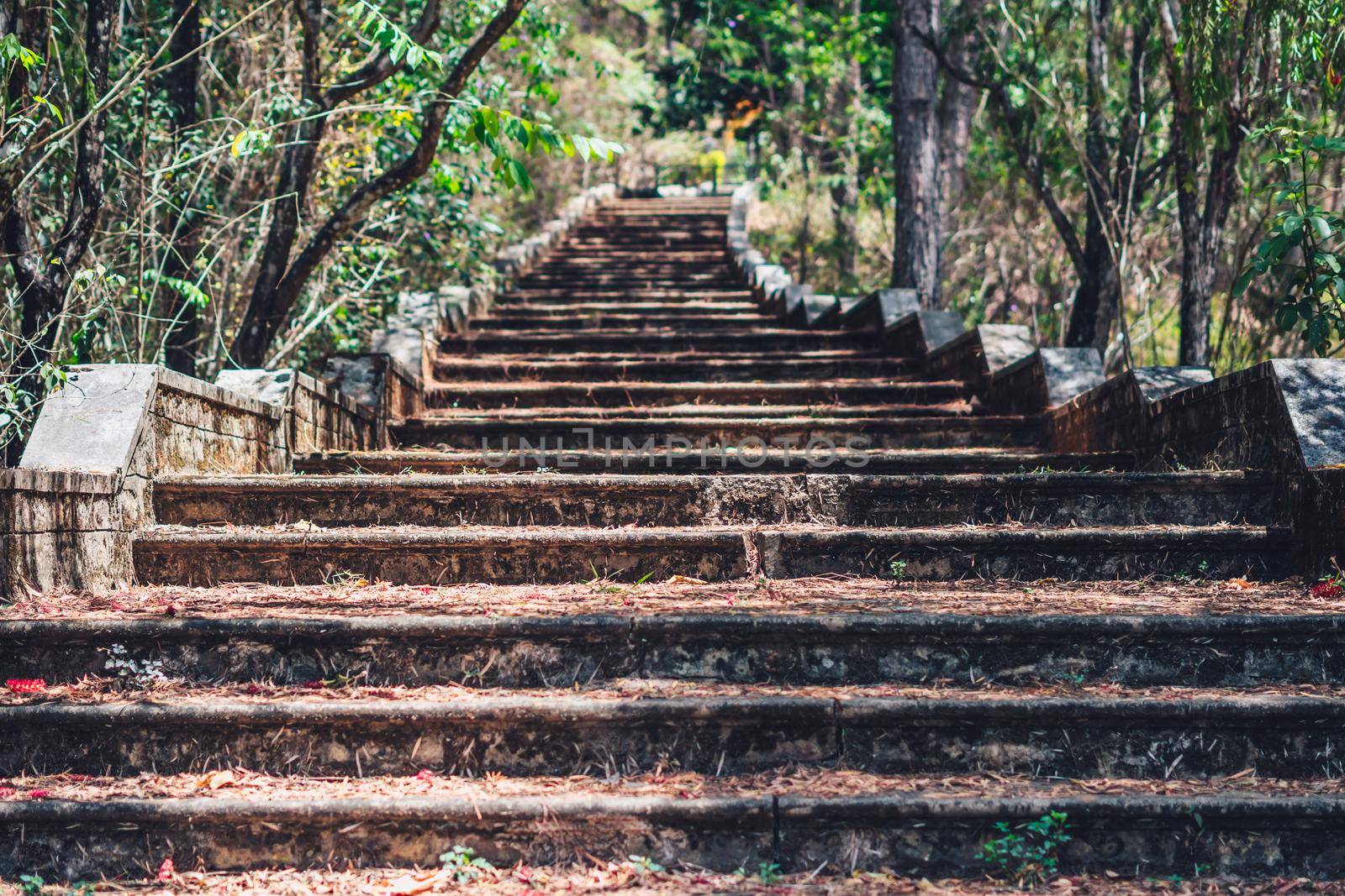 Copy space lifestyle nature green brown Long high old wide staircase low parapet in pine trees forest park. Vintage effect. Step symbol upward to new achievements. Way path route track progress.