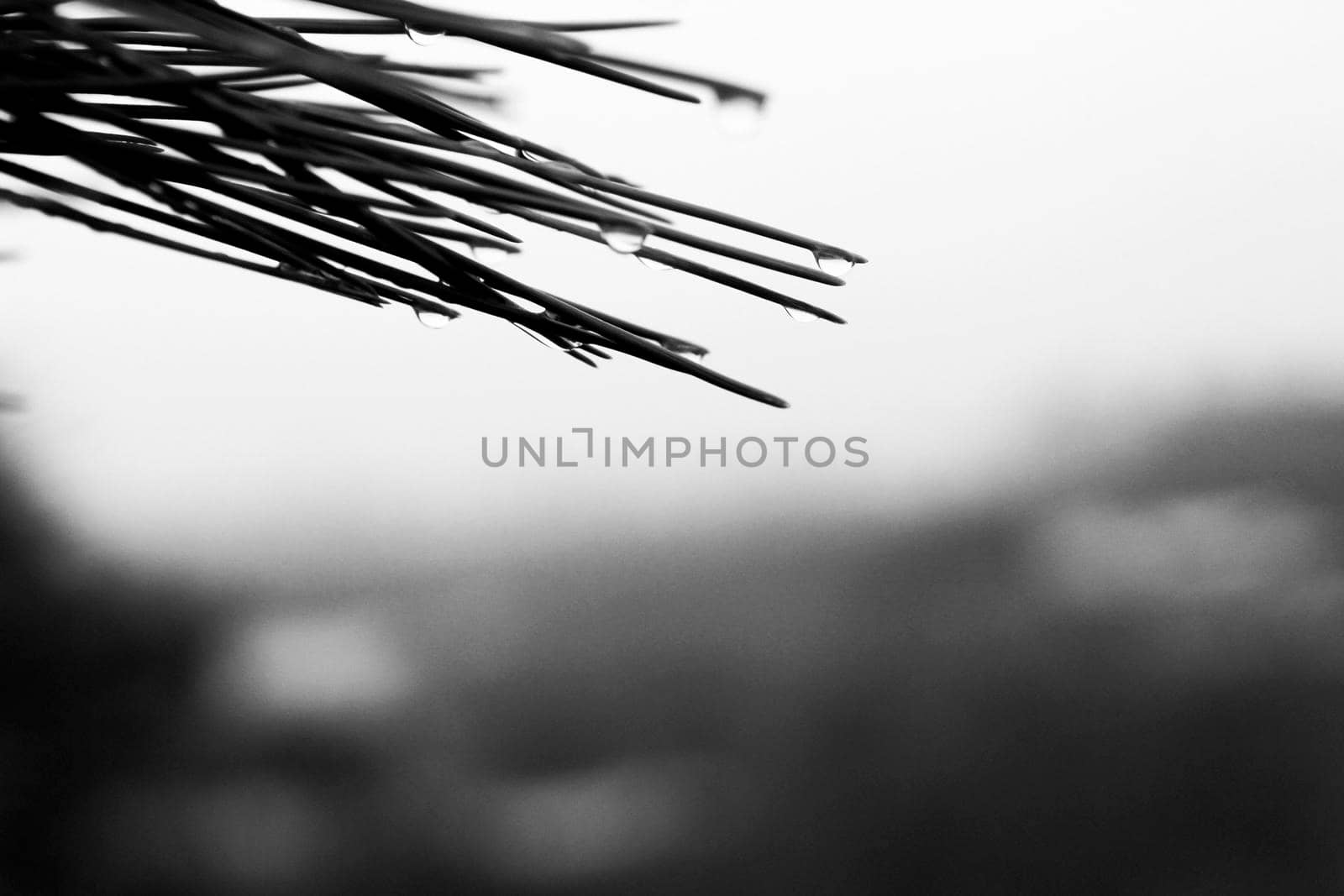 Pine needles with cobwebs and dew drops in the morning in Spain. Monochrome picture.
