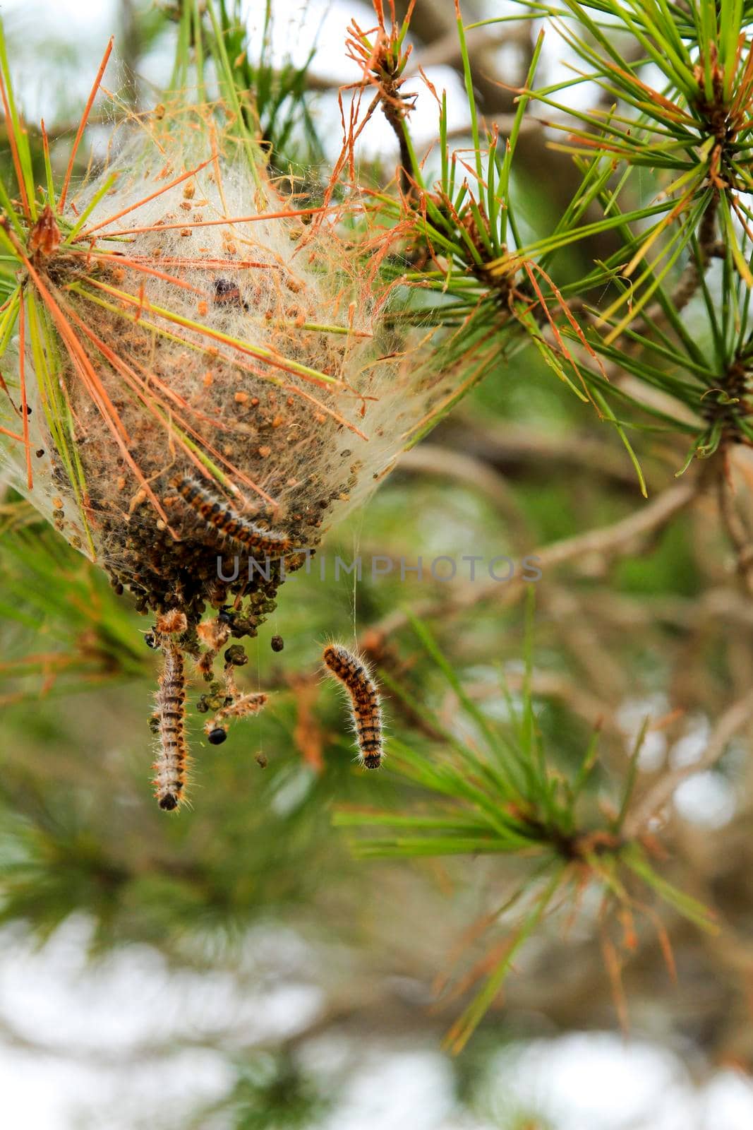 Processsionary worms on nest on a pine tree in Spain