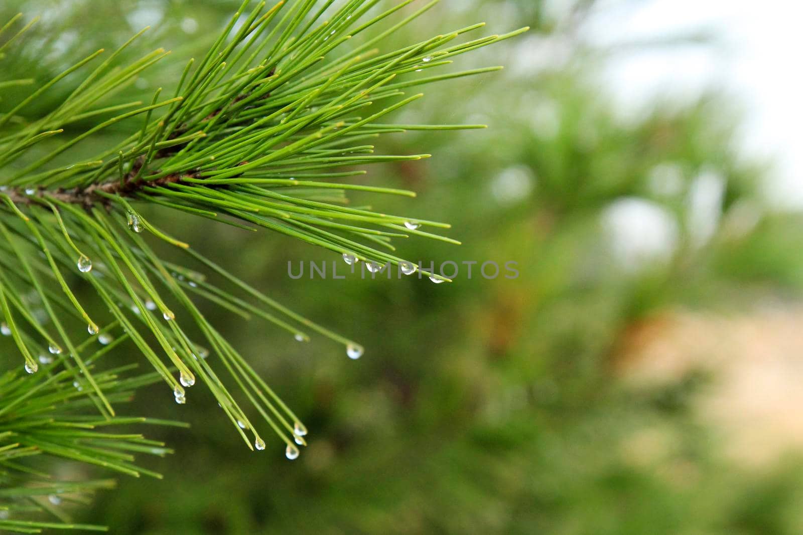 Pine needles with cobwebs and dew drops in the morning in Spain.