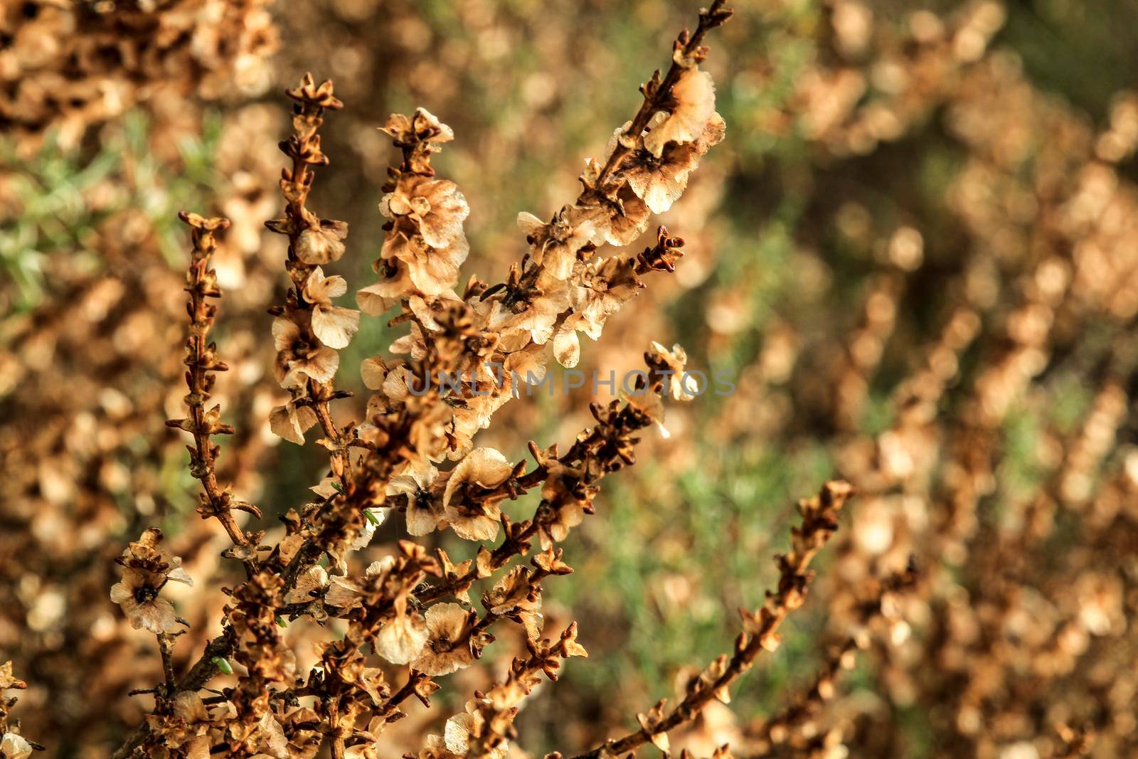 Beautiful and colorful Salsola Oppositifolia plant in the countryside in Alicante, Spain