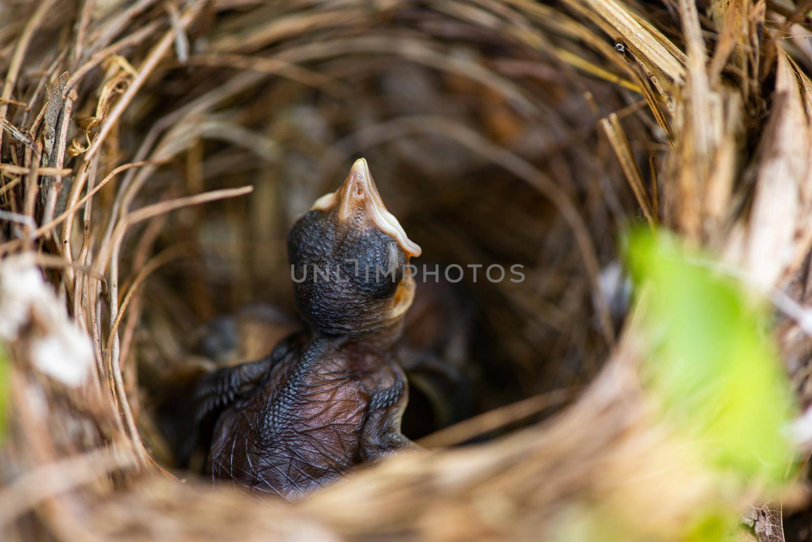 baby bird in the nest by antpkr