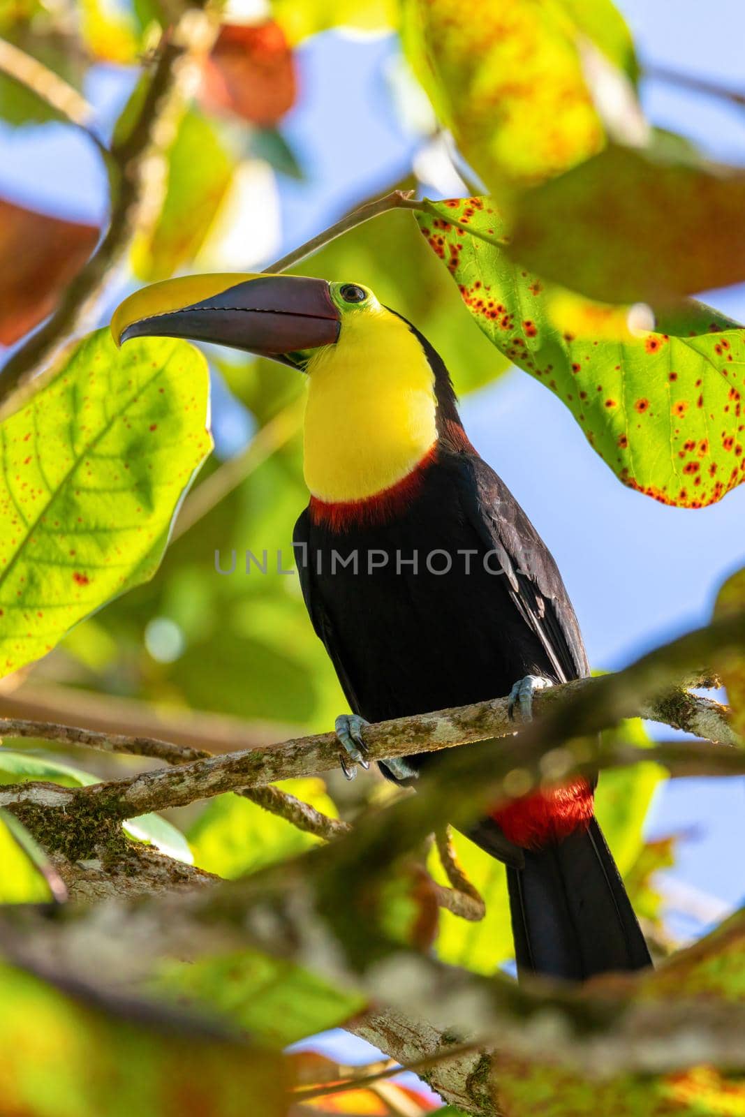 yellow-throated toucan, Ramphastos ambiguus by artush
