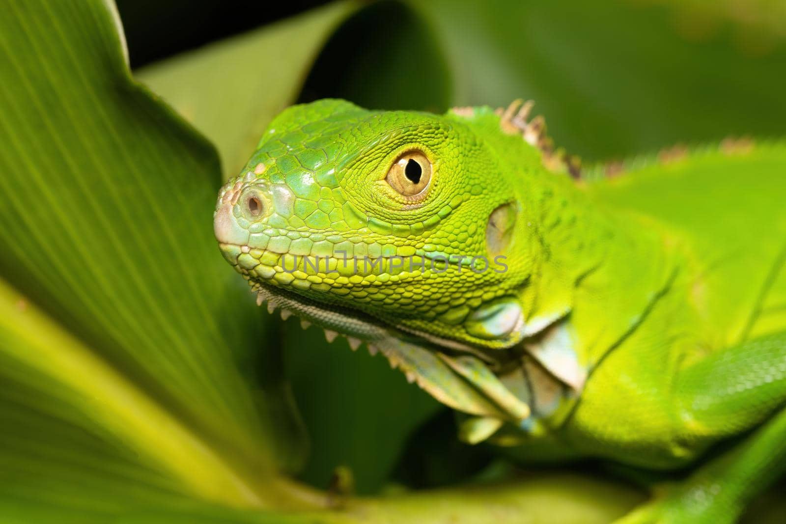 Green iguana (Iguana iguana),female on tree in tropical rainforest, Tortuguero, Costa Rica wildlife