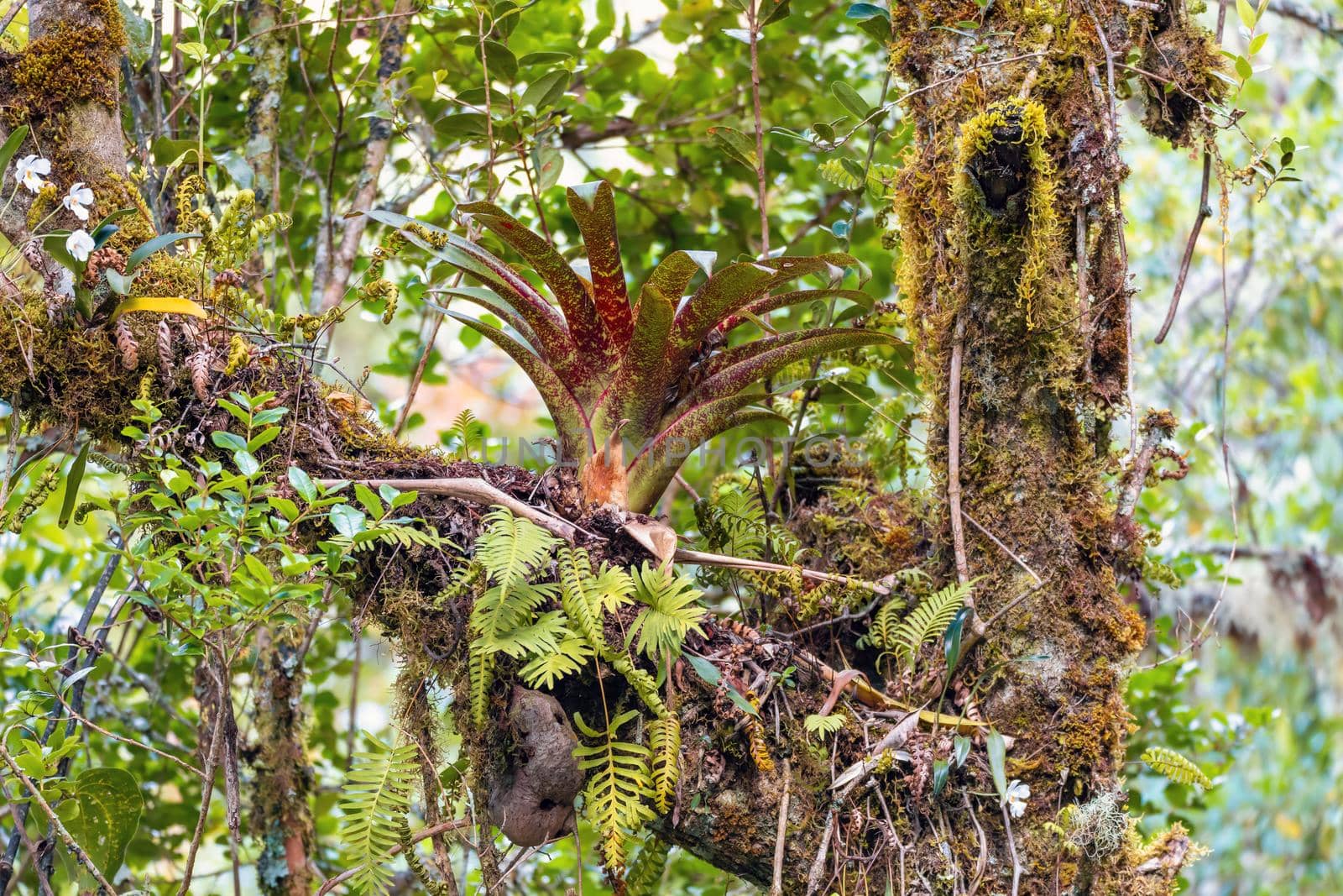 beautiful flower Bromeliad on a tree branch. San Gerardo de Dota, Costa Rica