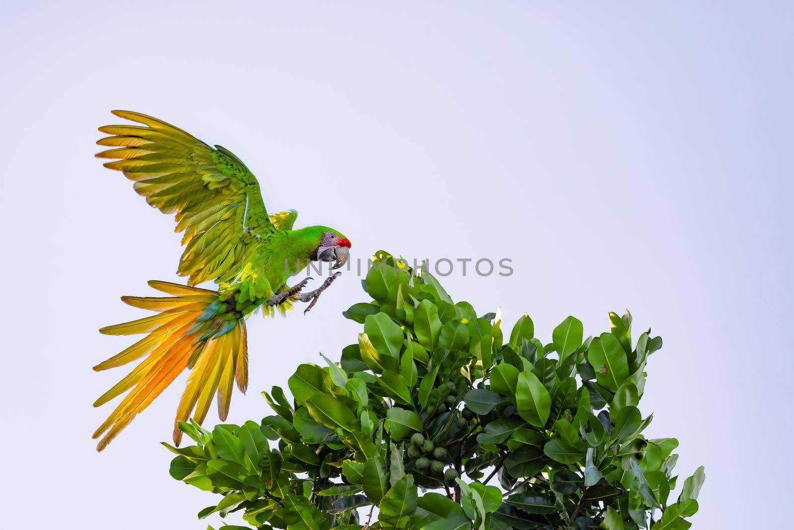 great green macaw (Ara ambiguus), also known as Buffon's macaw or the great military macaw. Ara ambiguus is listed as Critically Endangered. Tortuguero, Wildlife and birdwatching in Costa Rica.