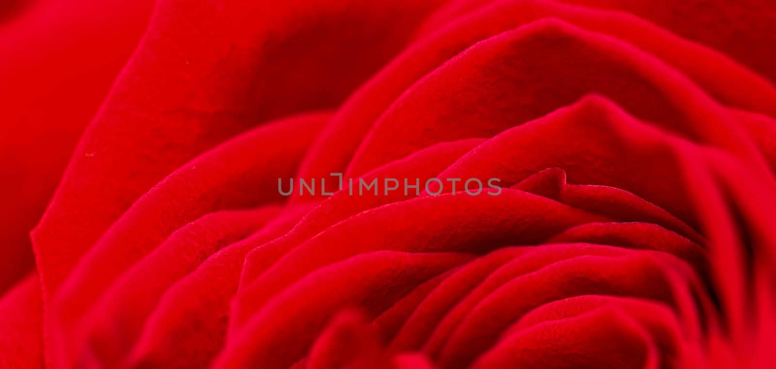 Red rose flower petals. Macro flowers background for holiday brand design. Soft focus