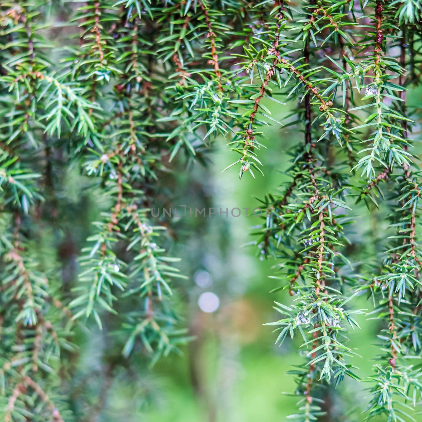 Closeup Blue leaves of evergreen coniferous tree Juniperus communis Horstmann. Extreme bokeh with light reflection. Macro photography, selective focus, blurred nature background