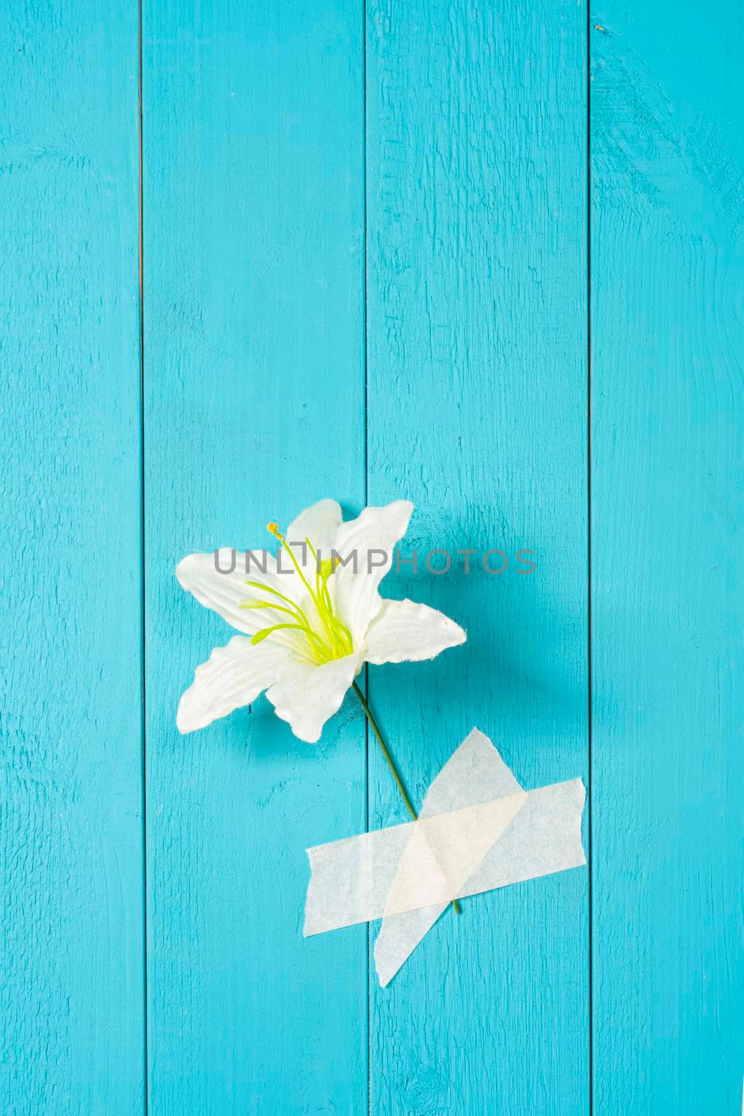a flower attached on a blue wooden wall with duct tape