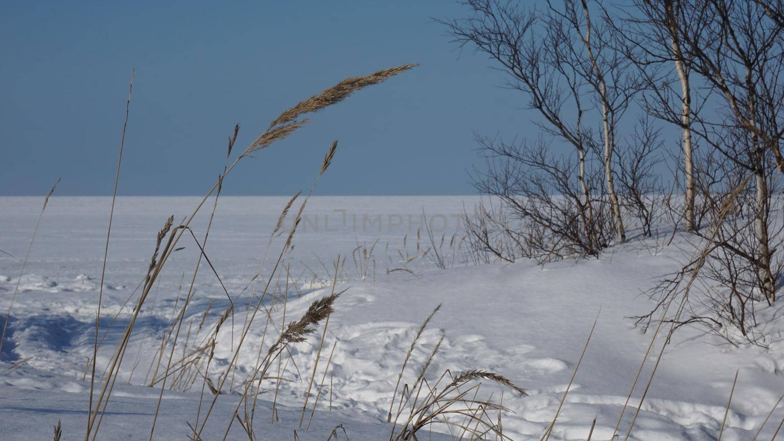 Dry blade of grass against the background of a snowy landscape. White sea and dunes in winter