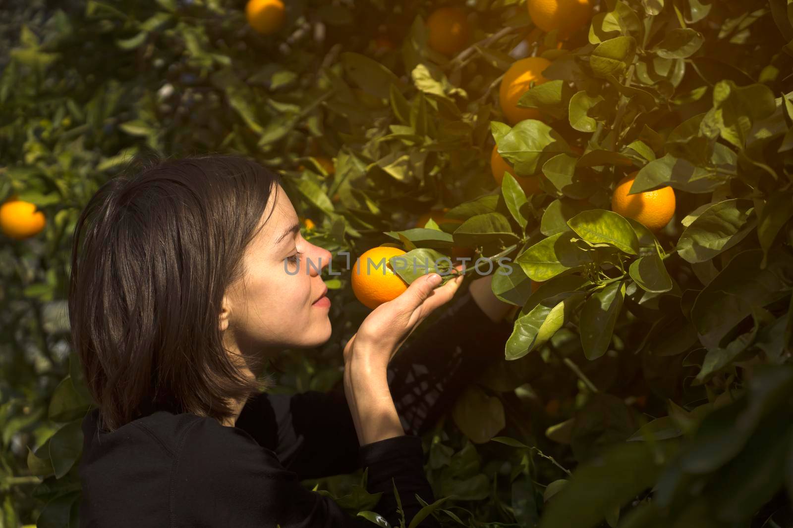 A young girl holds ripe delicious oranges in her hands and inhales their wonderful aroma, a woman picks fresh oranges from a tree in the garden during harvest.