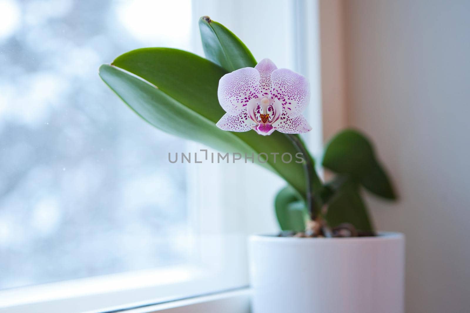 Closeup of purple phalaenopsis orchid in pot -orchid flower at the window at home by julija