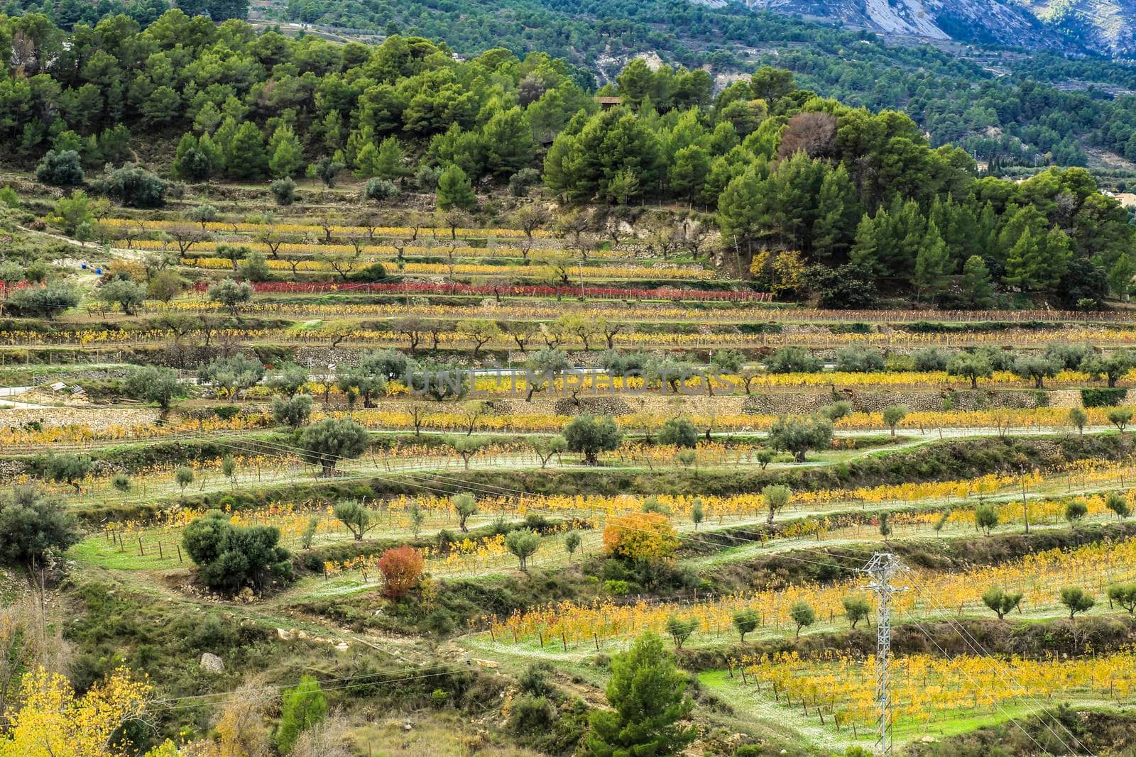 Colorful Vineyard plantation in the mountain in Guadalest village, Alicante, Spain