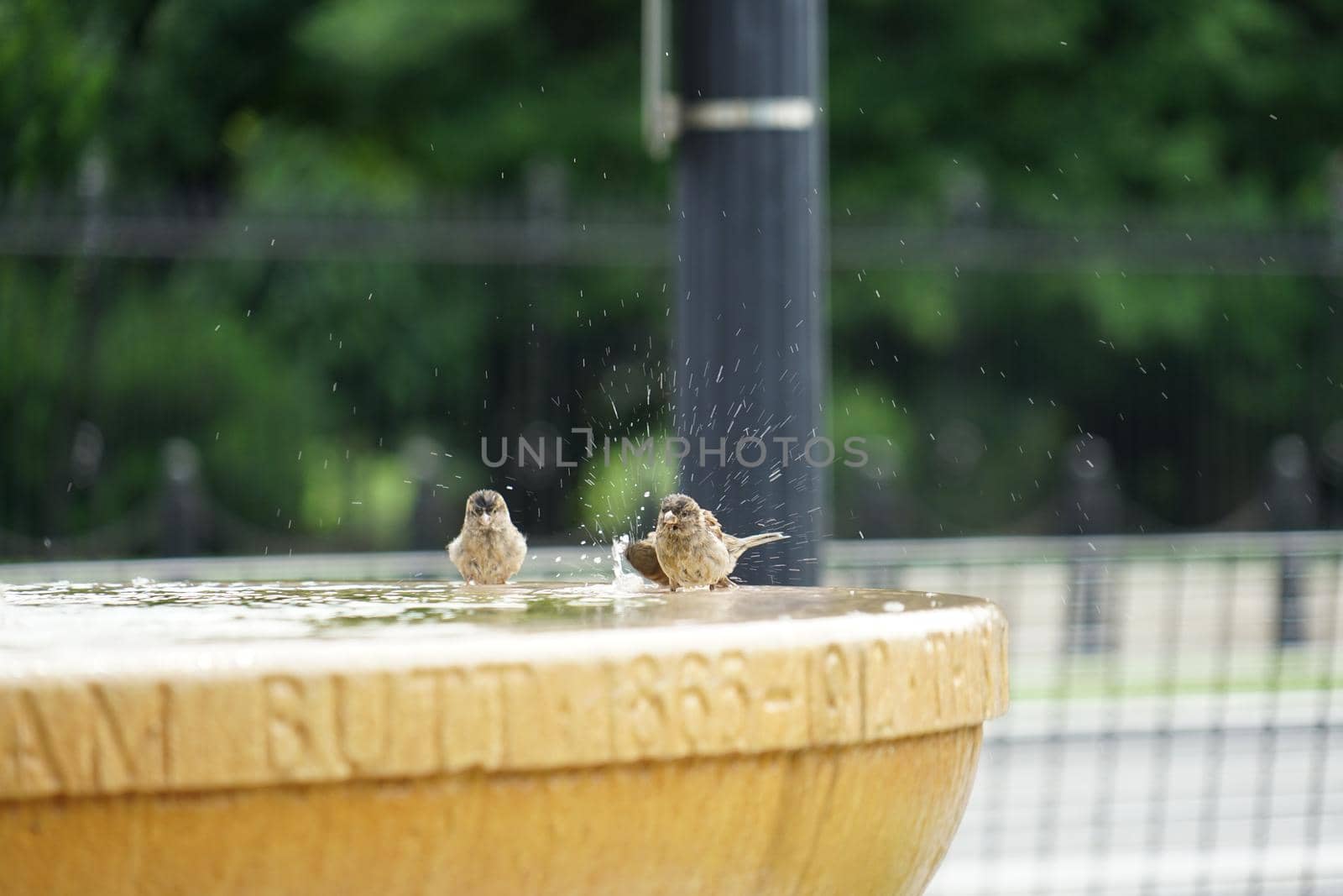 Birds to bathe. Shooting Location: New York, Manhattan