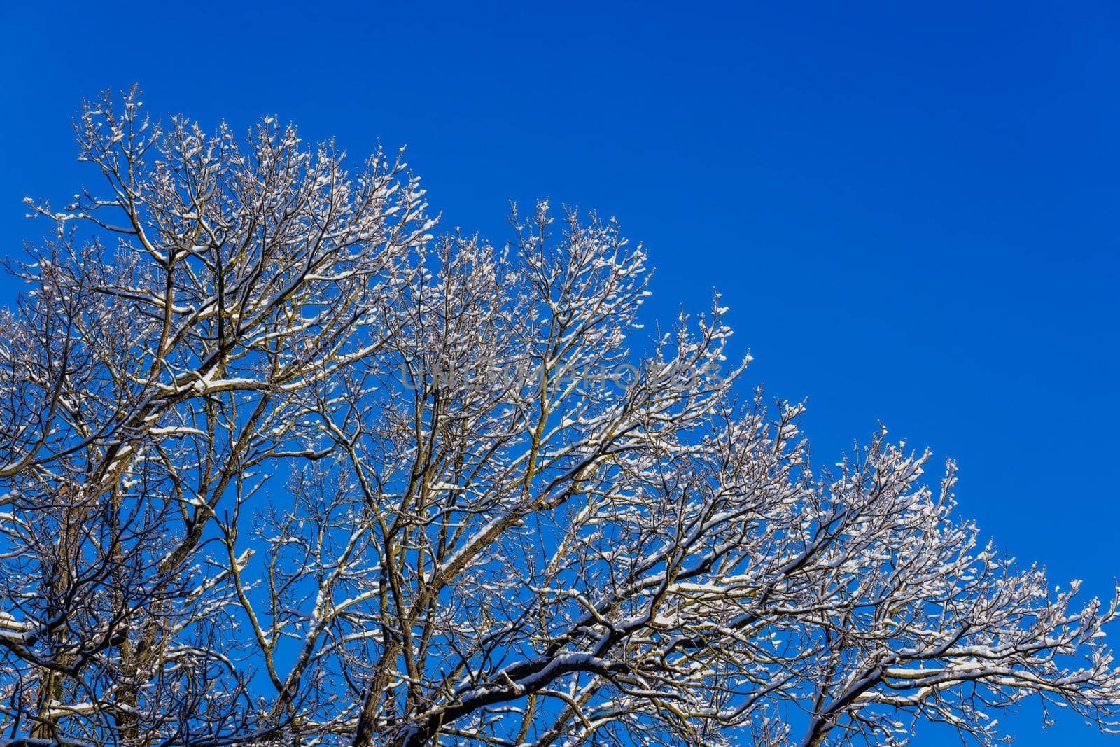 snow covered winter bare foliar tree branches on clear blue sky background with direct sunlight, upward view