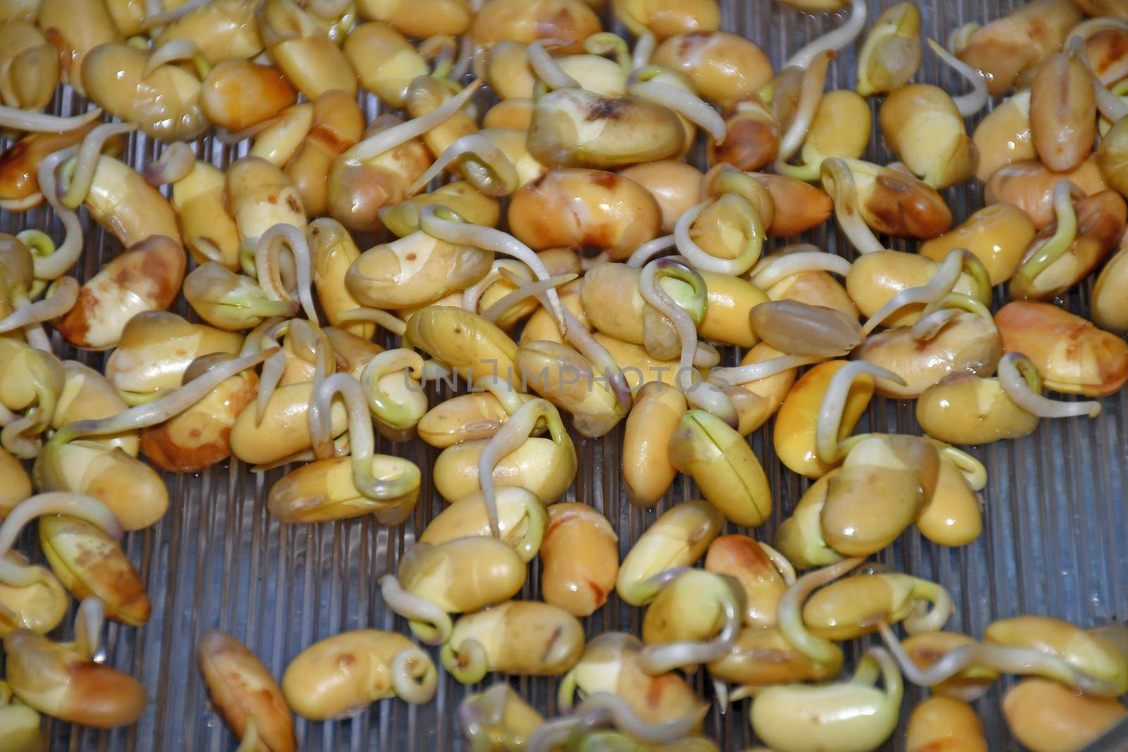 yellow soybean sprouts in a closeup