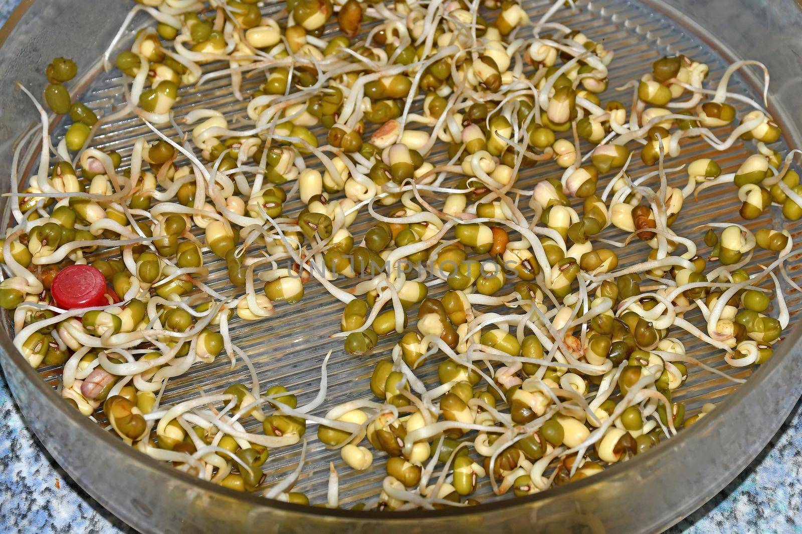 mung bean sprouts in a closeup by Jochen
