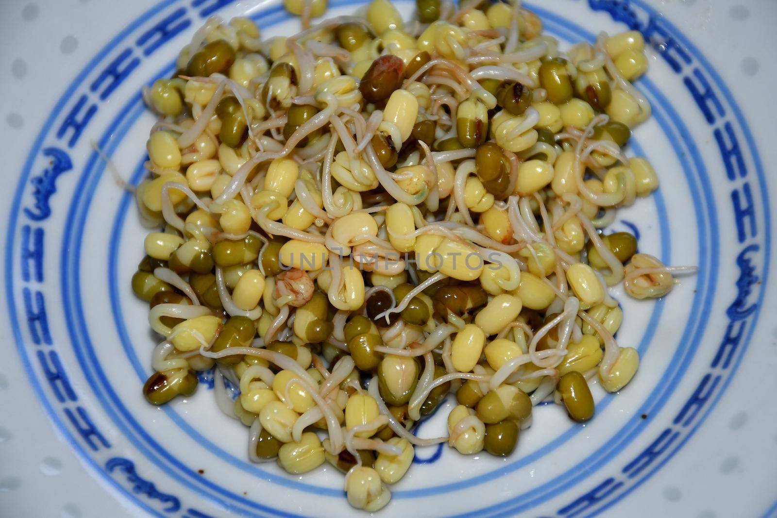 mung bean sprouts in a closeup