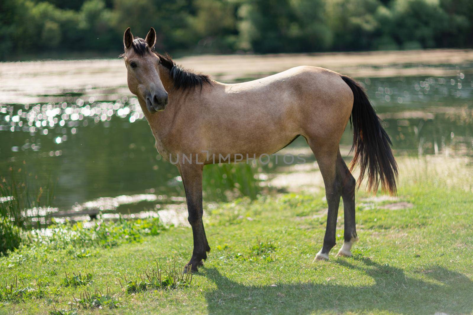 Beautiful brown wild horse standing near a pond. by Matiunina