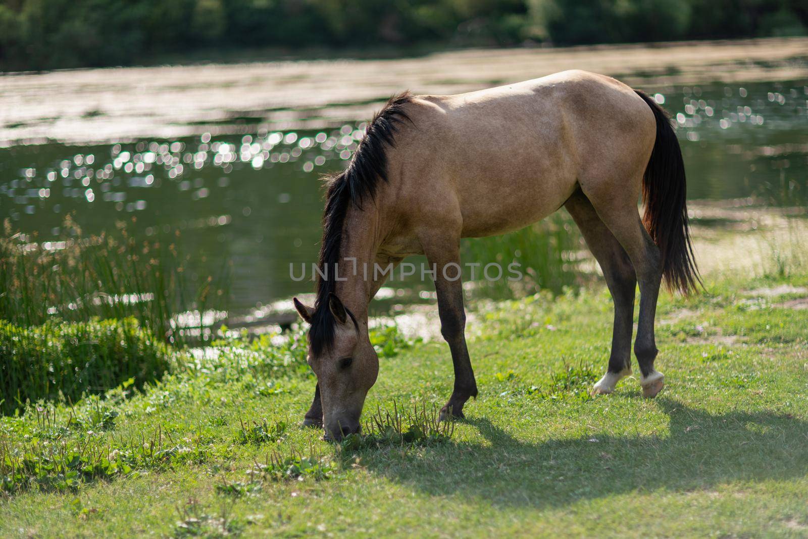 Beautiful brown wild horse standing near a pond. by Matiunina