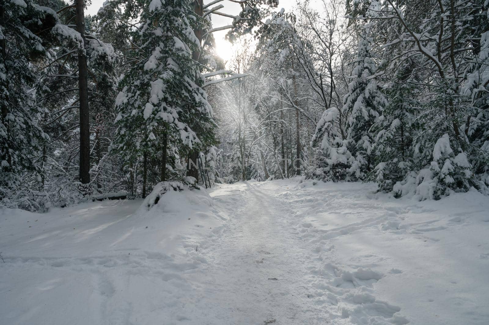 Beauty winter landscape with fair trees under the snow.