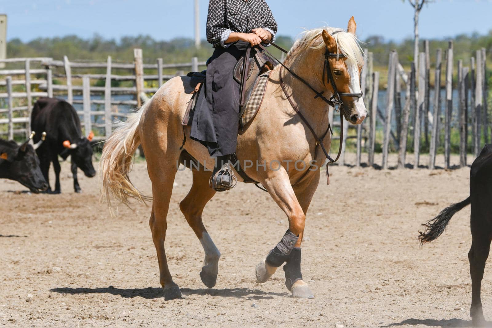 Young girl riding on a brown horse at a farm by Godi