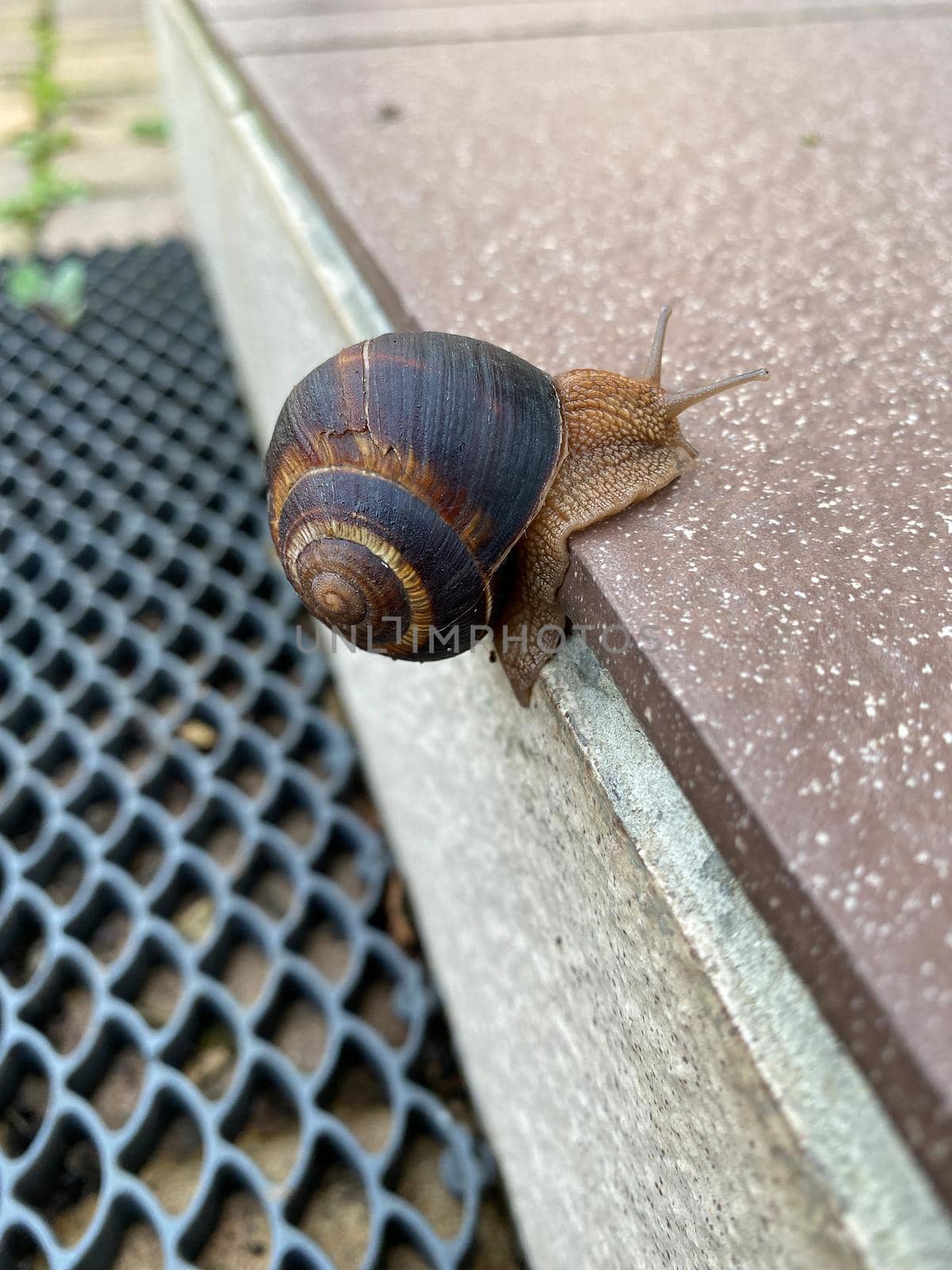 grape snail climbs up the steep rung of a staircase by Proxima13