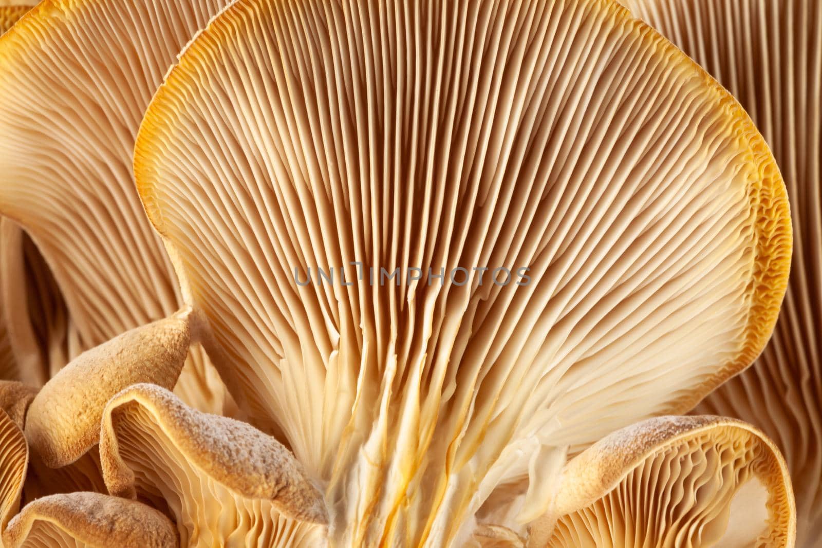 Mushrooms pattern for design. Oyster mushrooms. Healthy eating Eco food Vegetarian. Background.