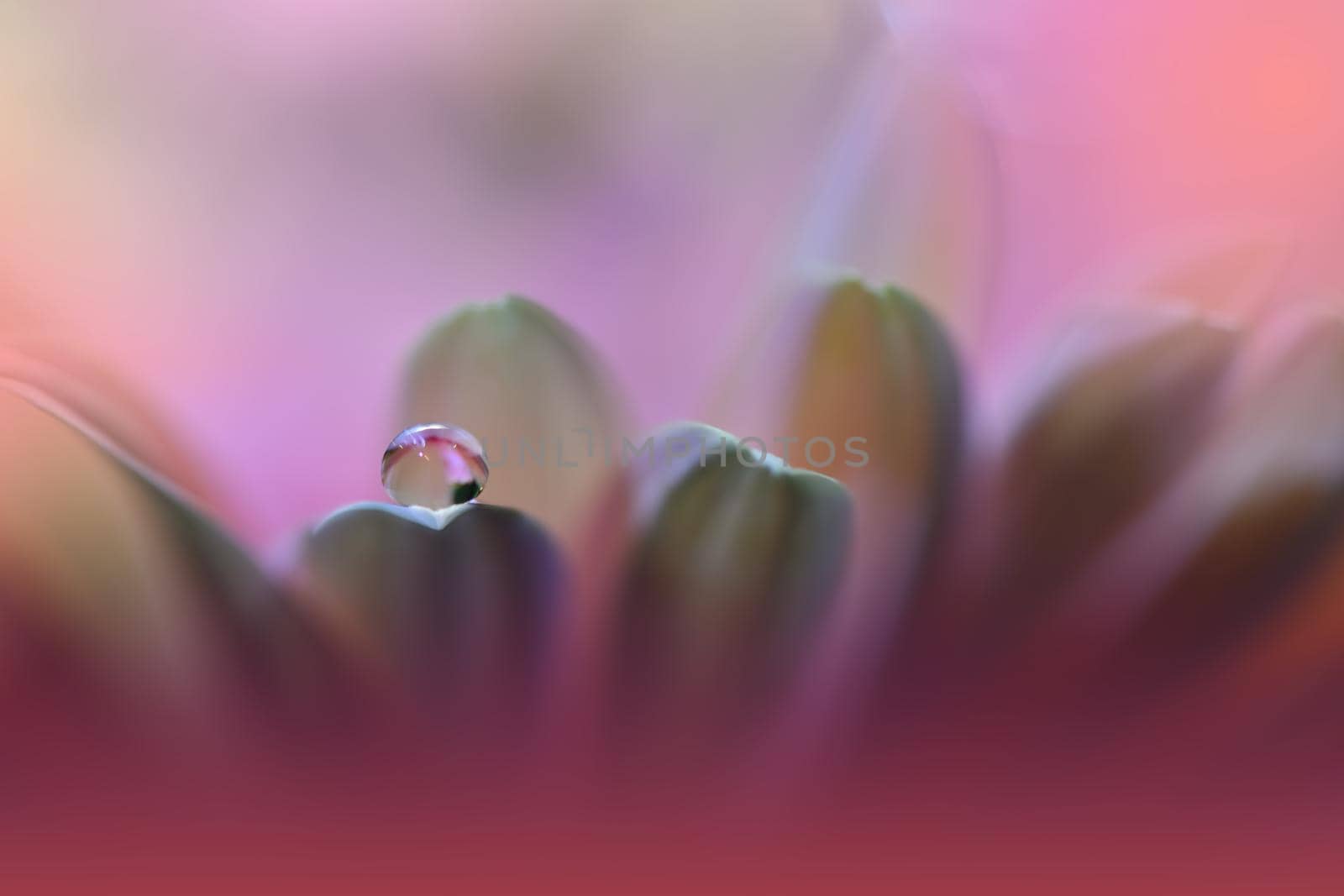 Beautiful Macro Shot of Magic Flowers.Border Art Design.Magic Light.Extreme Close up Photography.Conceptual Abstract Image.Violet and Pink Background.Fantasy Art.Creative Wallpaper.Beautiful Nature Background.Amazing Spring Flower.Water Drop.Copy Space.