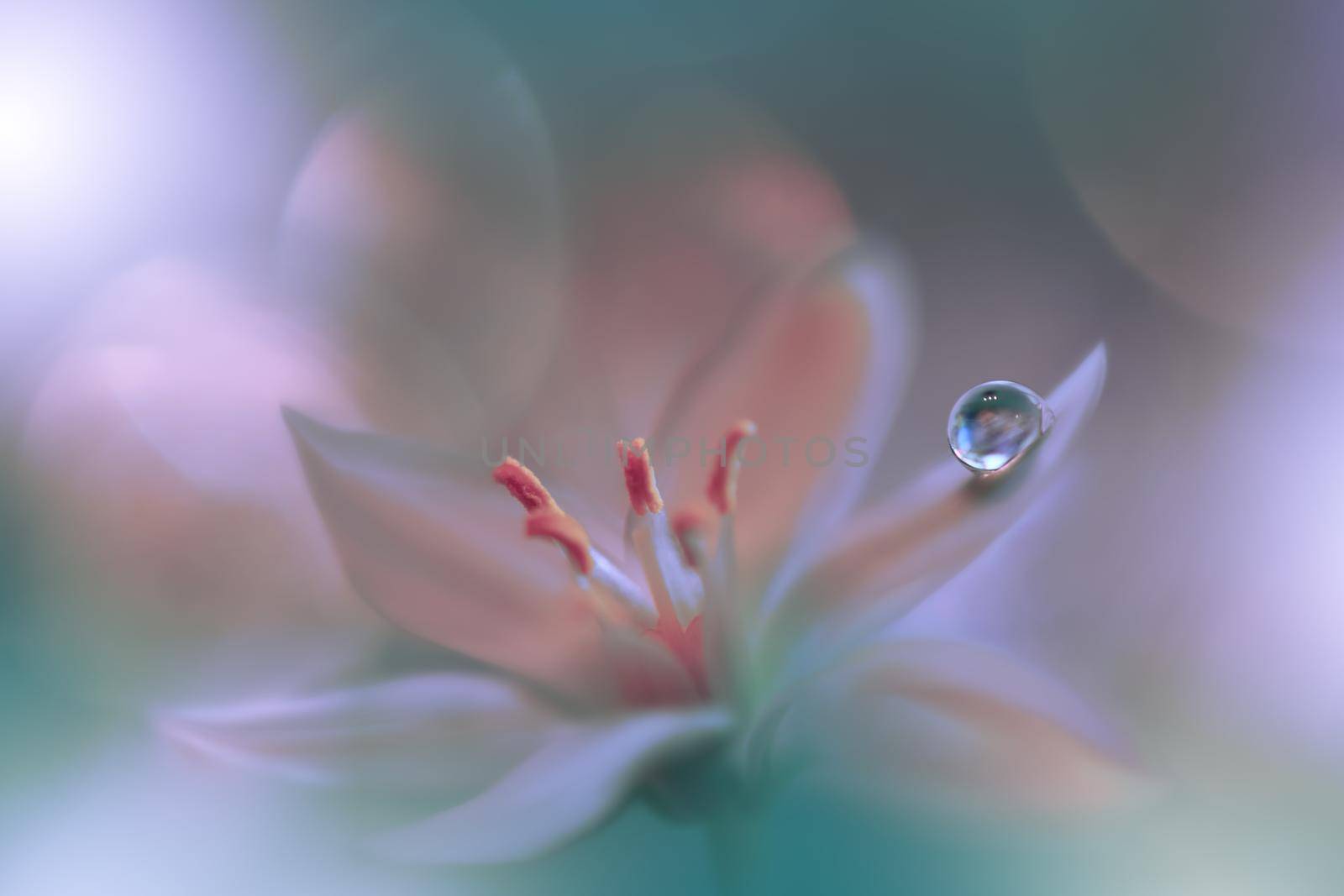 Beautiful macro shot of magic flowers.Border art design. Magic light.Extreme close up macro photography.Conceptual abstract image.White and Green Background.Fantasy Art.Creative Wallpaper.Beautiful Nature Background.Amazing Spring Flowers.Water Drop.