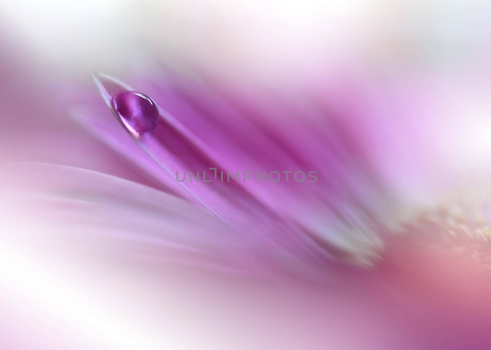 Beautiful Macro Shot of Magic Flowers.Border Art Design.Magic Light.Extreme Close up Photography.Conceptual Abstract Image.Violet and Pink Background.Fantasy Art.Creative Wallpaper.Beautiful Nature Background.Amazing Spring Flower.Water Drop.Copy Space.