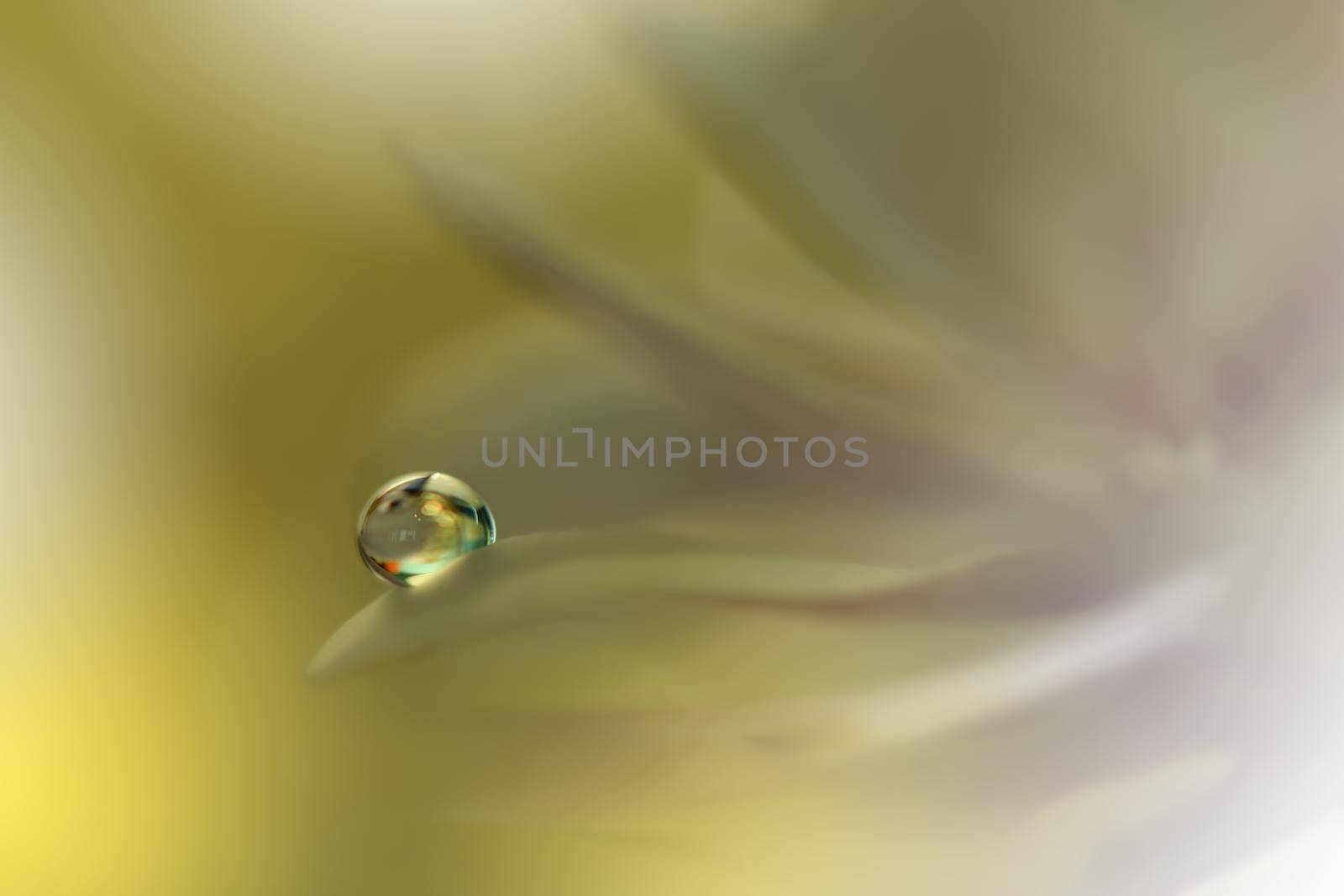 Beautiful macro shot of magic flowers.Border art design. Magic light.Extreme close up macro photography.Conceptual abstract image.Yellow and White Background.Fantasy Art.Creative Wallpaper.Beautiful Nature Background.Amazing Spring Flowers.Water Drop.