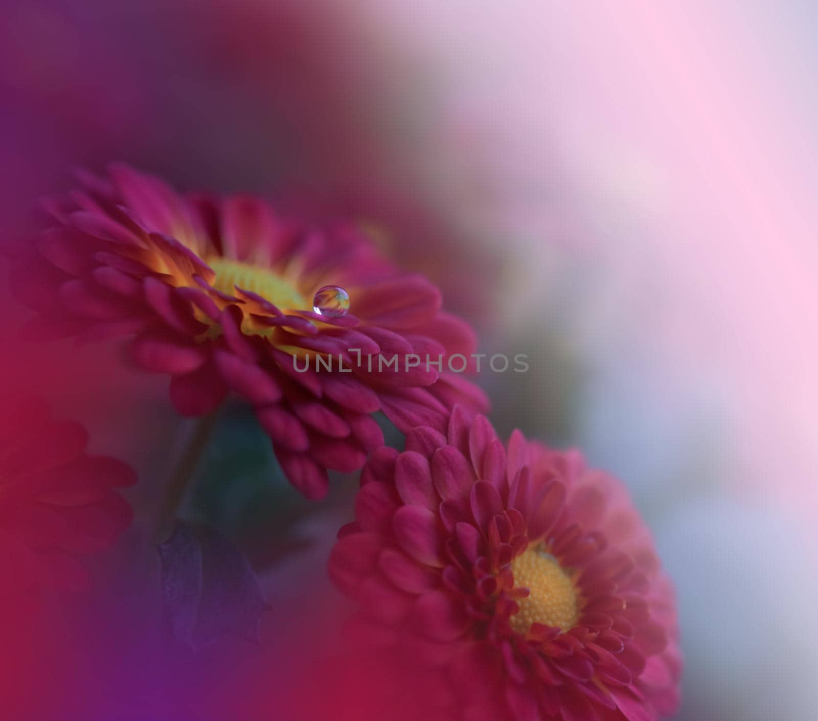 Beautiful Nature Background.Floral Art Design.Abstract Macro Photography.Red Daisy Flower.Pastel Flowers.Pink Background.Creative Artistic Wallpaper.Wedding Invitation.Celebration,love.Close up View.Happy Holidays.Violet Color.Copy Space.Water Drop.