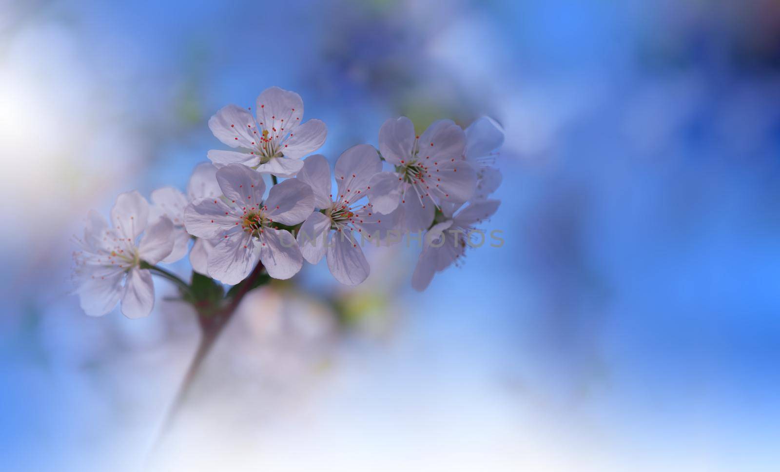 Beautiful Nature Background.Floral Art Design.Abstract Macro Photography.Colorful Flower.Blooming Spring Flowers.Creative Artistic Wallpaper.Celebration,love.Close up View.Happy Holidays.Copy Space.White Color.Sakura Cherry Blossom Tree.Wedding Invitation