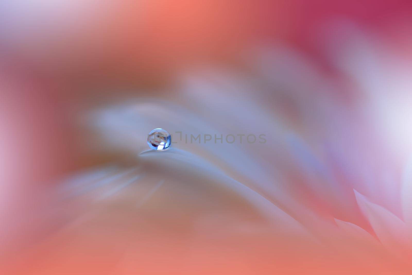 Beautiful macro shot of magic flowers.Border art design. Magic light.Extreme close up macro photography.Conceptual abstract image.Orange and White Background.Fantasy Art.Creative Wallpaper.Beautiful Nature Background.Amazing Spring Flowers.Water Drop.