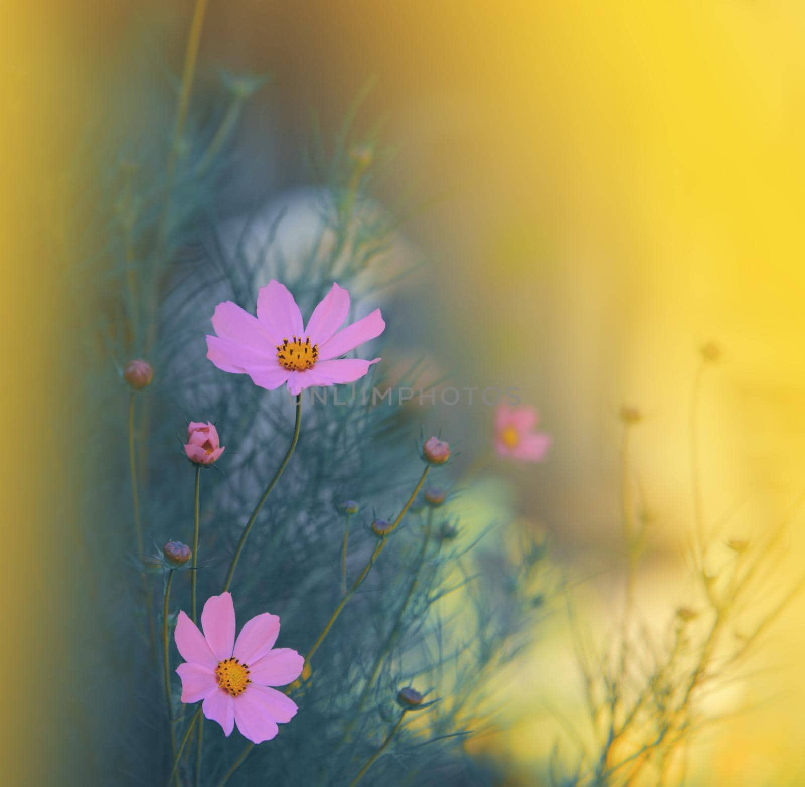 Beautiful Macro Photo.Magic Flowers.Border Art Design.Extreme Close up Photography.Conceptual Abstract Image.Yellow Background.Fantasy Art.Creative Wallpaper.Beautiful Nature Background.Amazing Spring Pink Cosmos Flower.Copy Space.Wedding Invitation.