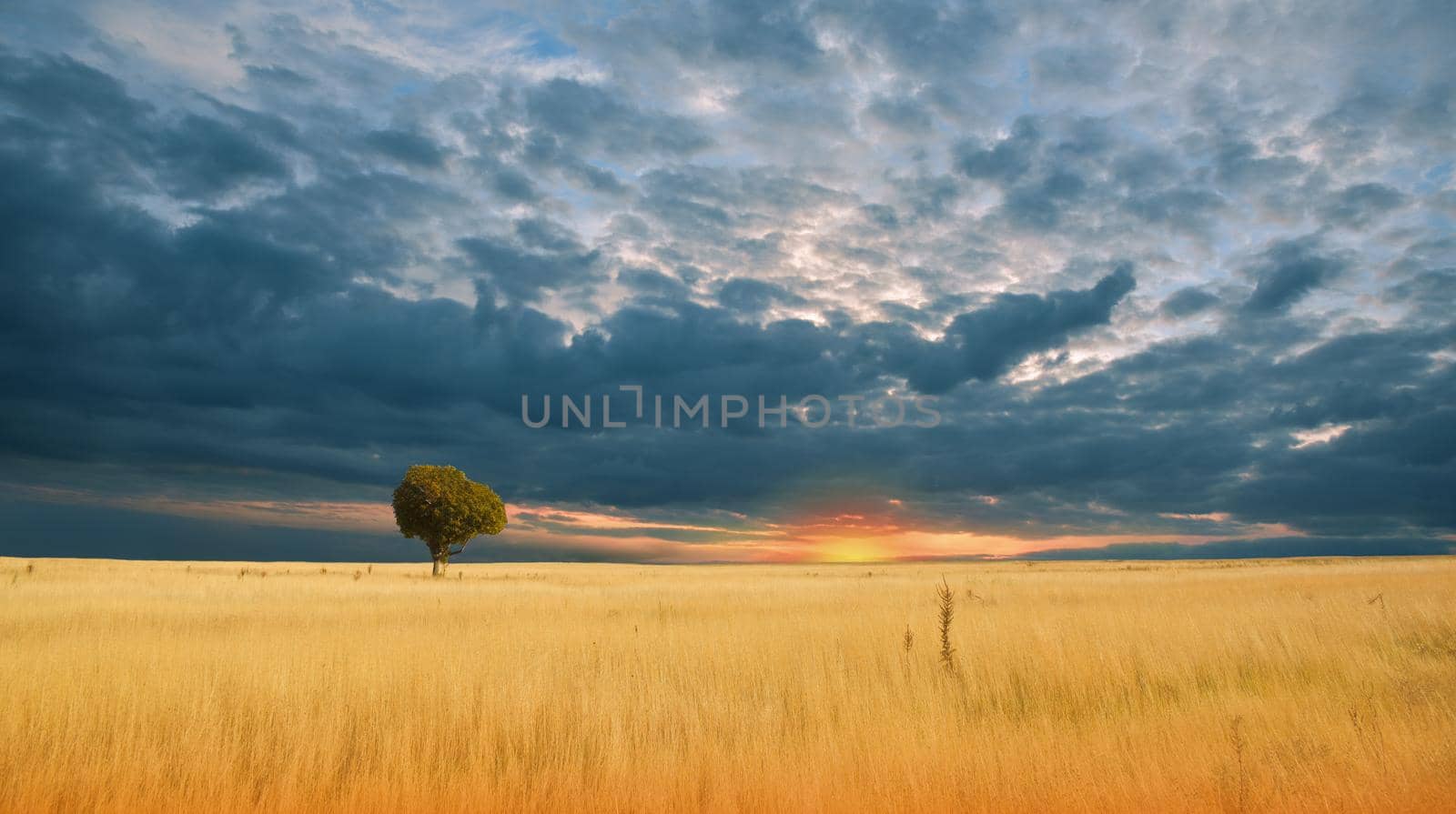 Beautiful Tranquil Nature Background.Amazing Rural Scene.Art Design.Creative Photography.Conceptual Photo.Fantasy Art.Artistic Wallpaper.Yellow Color.Golden Wheat Field at Sunset.Blue Sky and Clouds.Orange Color.Unique Summer Landscape.Sun,tree.